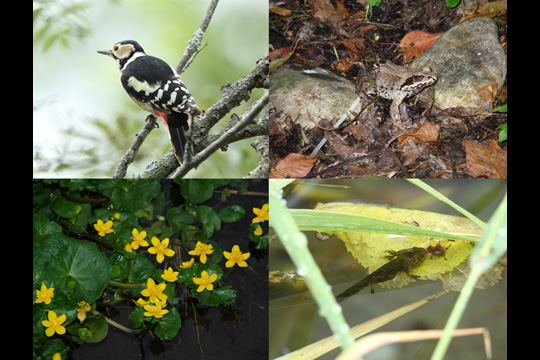 六花の森で確認された生き物たち（364種の植物と377種の生き物を確認）